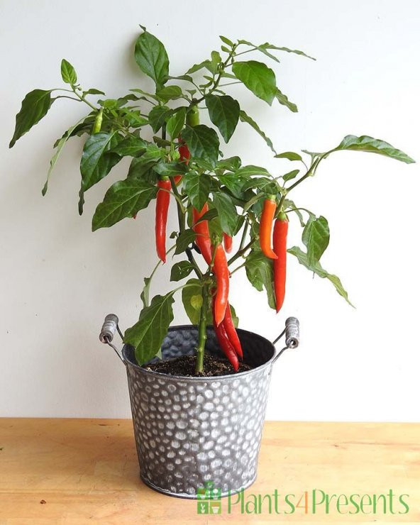 Nadir Saksılık Acı Kırmızı Cayenne Biber Tohumu Ekim Seti 10 Tohum Saksı Toprak Kombin - Resim 4