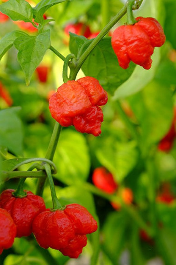 Nadir İthal Saksılık Acı Scorpion Biber Tohumu Ekim Seti 5 Tohum Saksı Toprak Kombin - 2