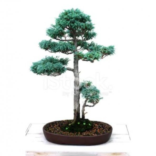 Nadir İthal Bodur Mavi Selvi Bonzai Ağacı Tohumu Ekim Seti 5 Tohum Saksı Toprak Kombin