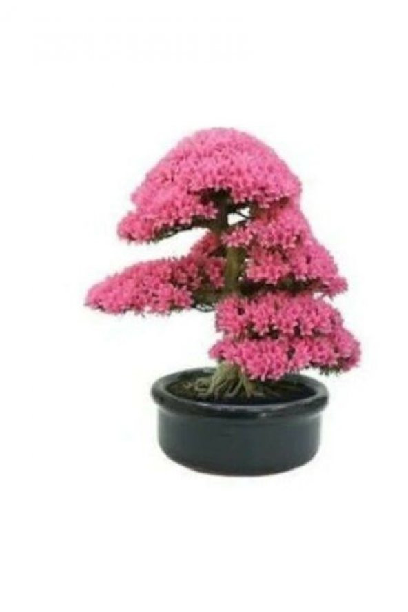 Nadir İthal Bodur Erguvan Bonzai Ağacı Tohumu Ekim Seti 5 Tohum Saksı Toprak Kombin