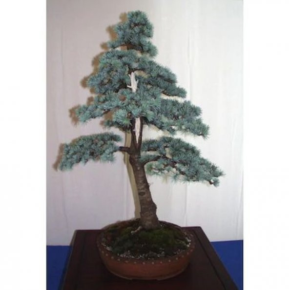 Nadir İthal Bodur Mavi Selvi Bonzai Ağacı Tohumu Ekim Seti 5 Tohum Saksı Toprak Kombin - 3