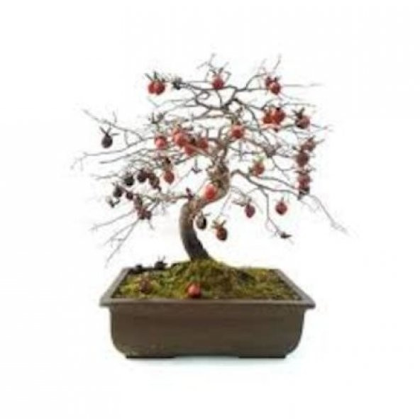 İthal Nadir Bodur Hurma Bonzai Ağacı Tohumu 1 Tohum Bonsai Tohumu