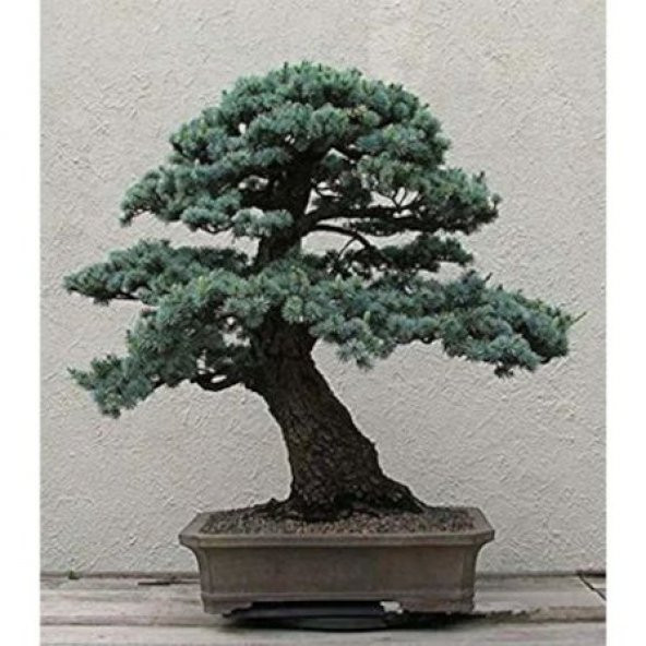 Nadir İthal Bodur Mavi Selvi Bonzai Ağacı Tohumu Ekim Seti 5 Tohum Saksı Toprak Kombin - 4