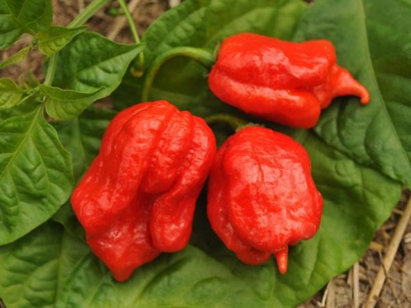 Nadir İThal Çok Acı Trinidat Scorpion Biber Tohumu 5 Tohum - 5
