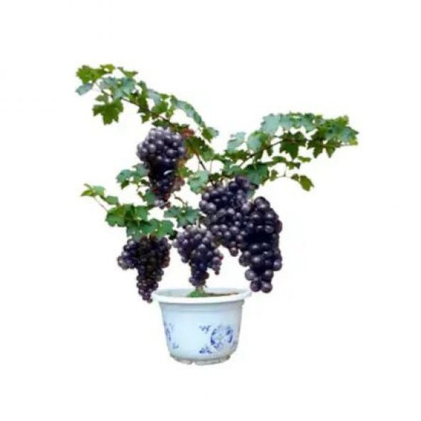 Nadir İthal Bodur Siyah Üzüm Bonzai Ağacı Tohumu 5 Tohum Bonsai Tohumu