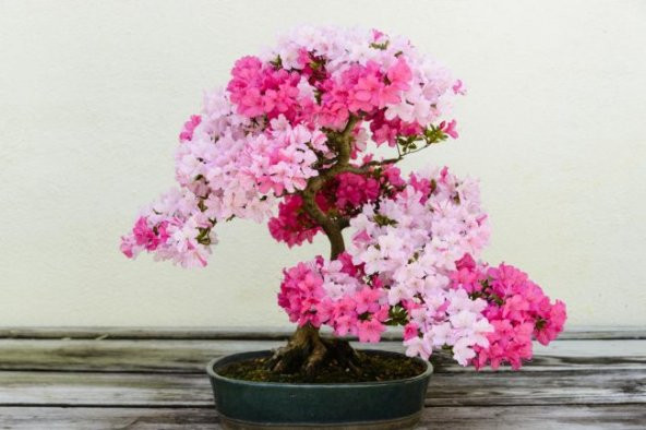 Nadir İthal Bodur Erguvan Bonzai Ağacı Tohumu 25 Tohum Bonsai Tohumu - 4