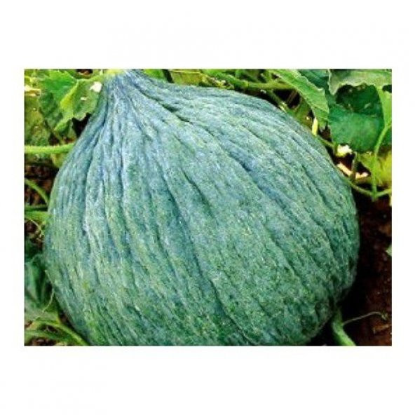 Geleneksel Siyah Kışlık Kavun Tohumu 15 Tohum - 2