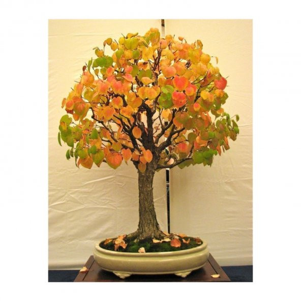 Nadir İthal Bodur Katsura Bonzai Ağacı Tohumu 5 Tohum Bonsai