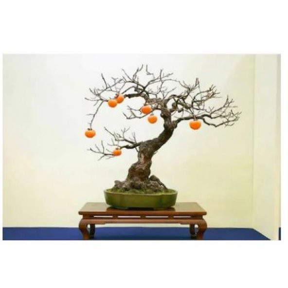 İthal Nadir Bodur Hurma Bonzai Ağacı Tohumu 1 Tohum Bonsai Tohumu - 3