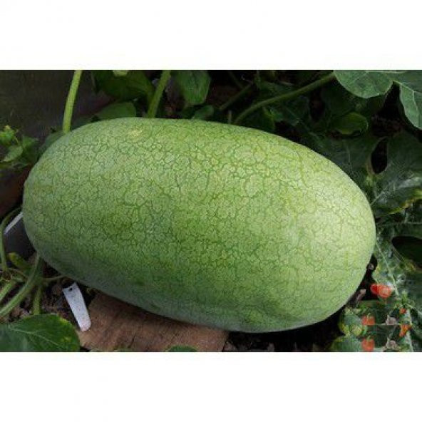 Çarliston Gray Karpuz Tohumu 3 Tohum - Resim 4