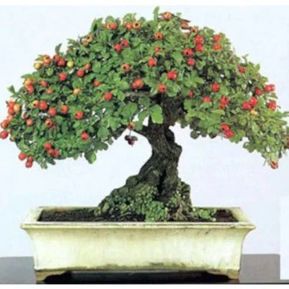 Nadir İthal Bodur Kırmızı Alıç Bonzai Ağacı Tohumu 3 Tohum Bonsai Tohumu