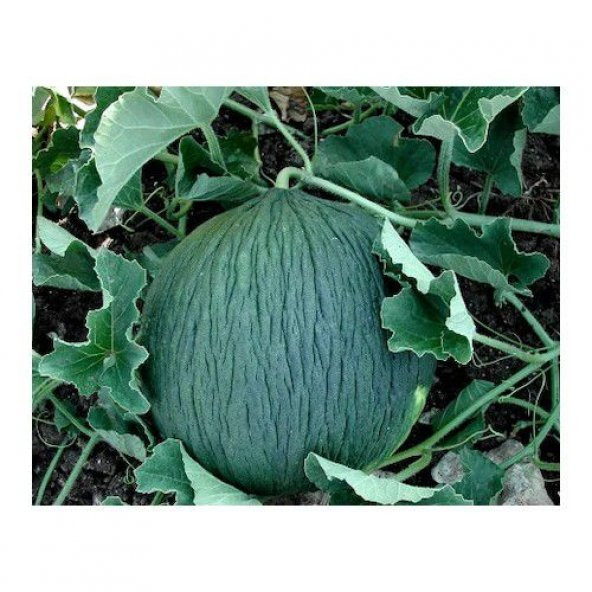 Geleneksel Siyah Kışlık Kavun Tohumu 15 Tohum - 3