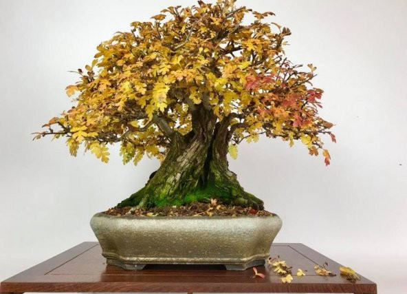 Nadir İthal Bodur Sarı Alıç Bonzai Ağacı Tohumu Ekim Seti 3 Tohum Saksı Toprak Kombin