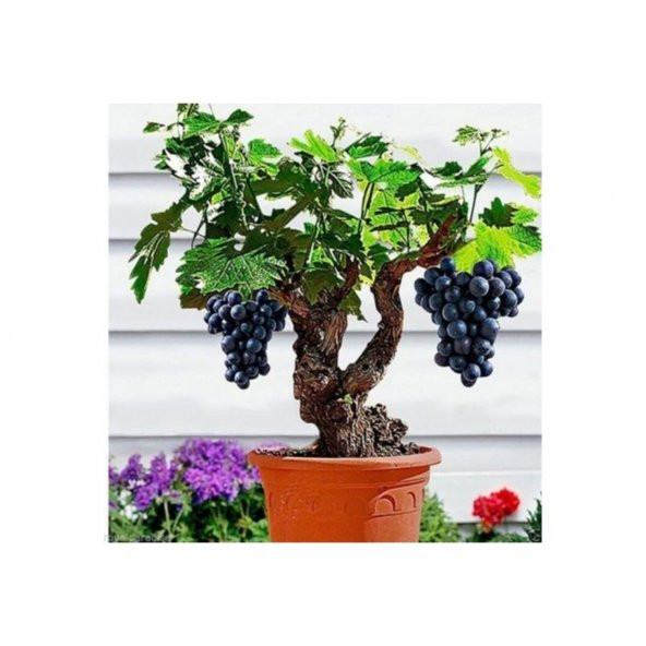 Nadir İthal Bodur Siyah Üzüm Bonzai Ağacı Tohumu 5 Tohum Bonsai Tohumu - 2