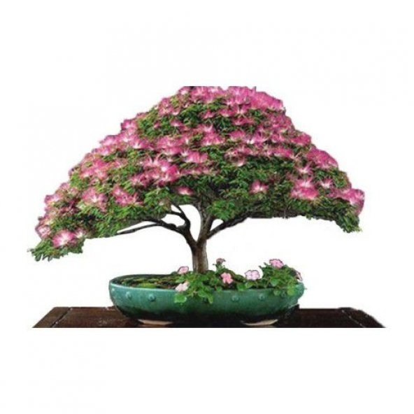 Nadir İThal Bodur Gülibrişim Bonzai Ağacı Tohumu 5 Tohum Bonsai Tohumu