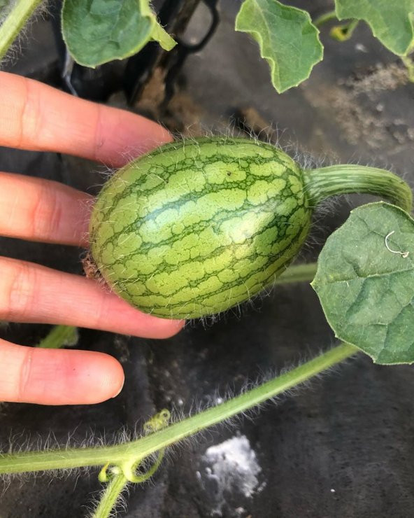 Nadir İthal Saksılık Baby Karpuz Tohumu Ekim Seti 3 Tohum Saksı Toprak Kombin - 4