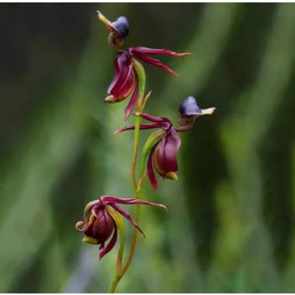 Saksılık Nadir Ördek Orkide Tohumu Ekim Seti 5 Tohum Saksı Toprak Kombin - Resim 4