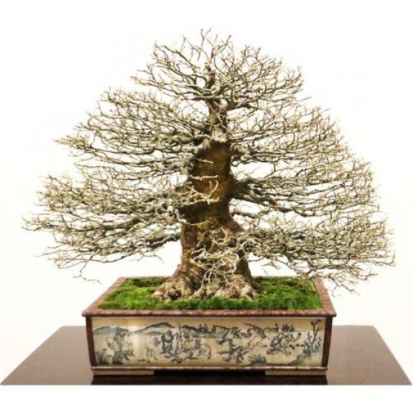 Nadir İthal Bodur Enkiantus Bonzai Ağacı Tohumu 5 Tohum Bonsai Tohumu - 1