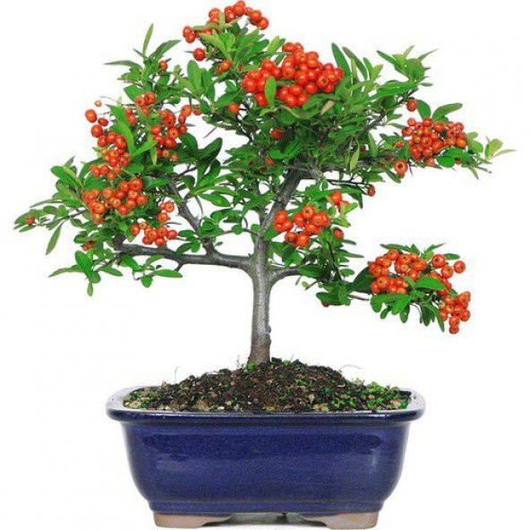 Nadir İthal Bodur Kızılcık Bonzai Ağacı Tohumu 3 Tohum Bonsai Tohumu