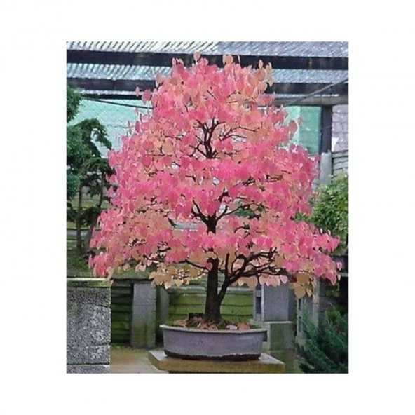 Nadir İthal Bodur Katsura Bonzai Ağacı Tohumu 5 Tohum Bonsai Tohumu - 2