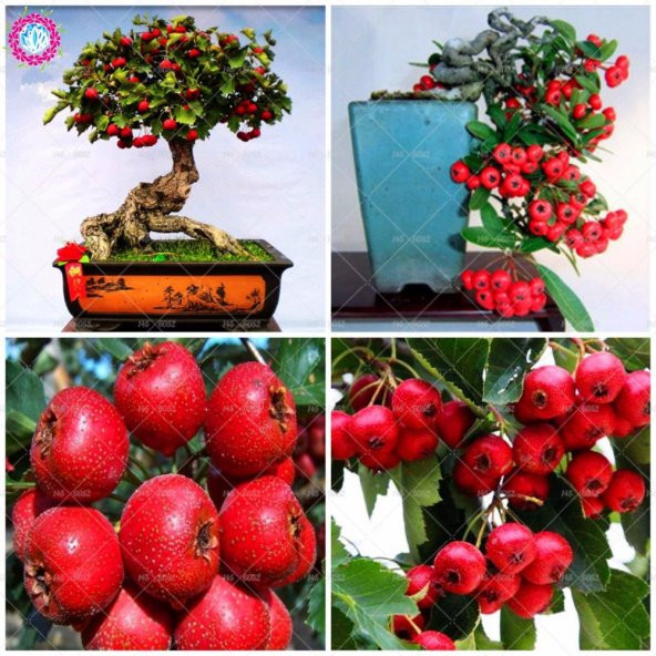 Nadir İthal Bodur Kırmızı Alıç Bonzai Ağacı Tohumu 3 Tohum Bonsai Tohumu - 2