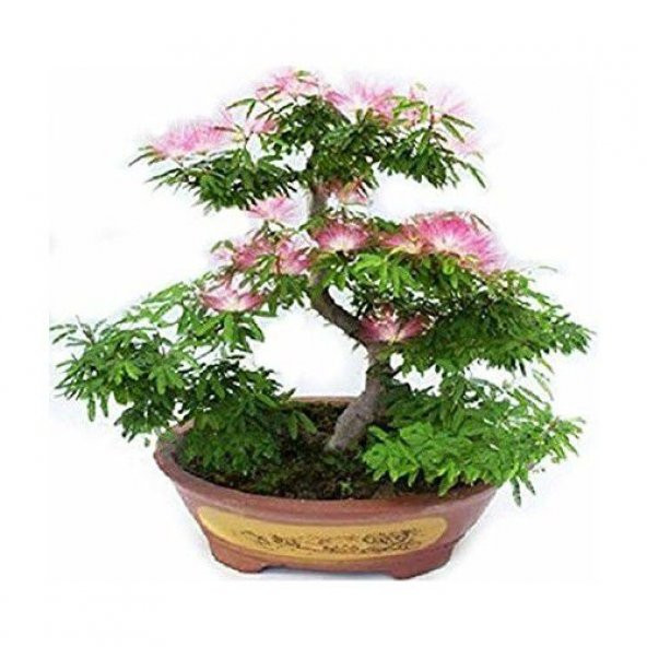 Nadir İThal Bodur Gülibrişim Bonzai Ağacı Tohumu 5 Tohum Bonsai Tohumu - 2