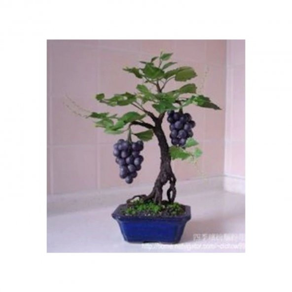 Nadir İthal Bodur Siyah Üzüm Bonzai Ağacı Tohumu 5 Tohum Bonsai Tohumu - 3