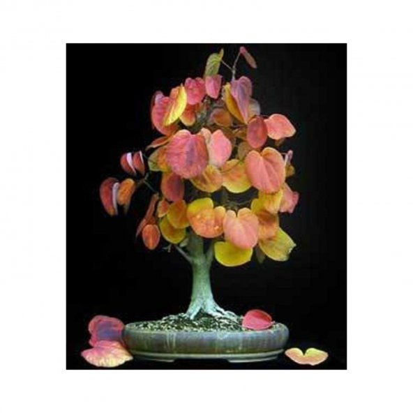 Nadir İthal Bodur Katsura Bonzai Ağacı Tohumu 5 Tohum Bonsai Tohumu - 3