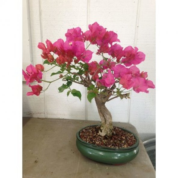 Nadir İthal Bodur Orkide Bonzai Ağacı Tohumu Ekim Seti 5 Tohum Saksı Toprak Kombin - 2