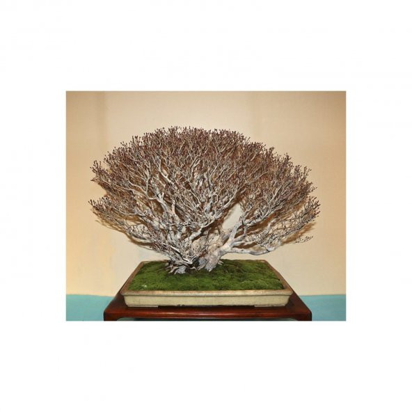 Nadir İthal Bodur Enkiantus Bonzai Ağacı Tohumu 5 Tohum Bonsai Tohumu - 2