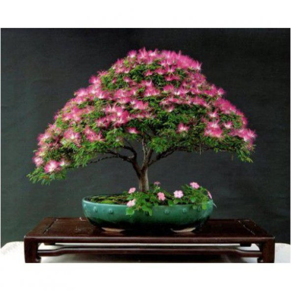 Nadir İThal Bodur Gülibrişim Bonzai Ağacı Tohumu 5 Tohum Bonsai Tohumu - 4