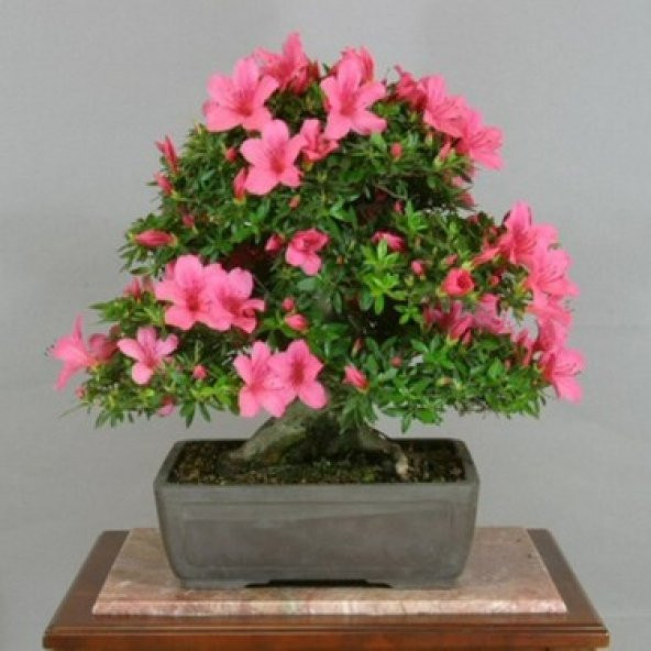 Nadir İthal Bodur Orkide Bonzai Ağacı Tohumu Ekim Seti 5 Tohum Saksı Toprak Kombin - 3