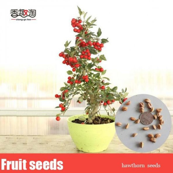 Nadir İthal Bodur Kırmızı Alıç Bonzai Ağacı Tohumu 3 Tohum Bonsai Tohumu - 4
