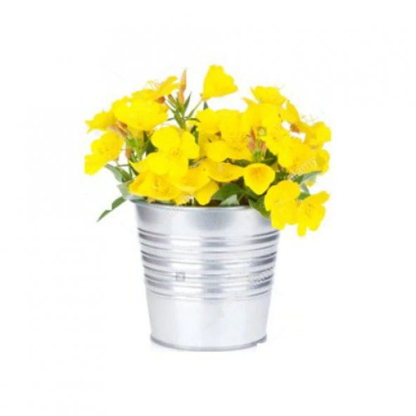 Nadir İthal Ezan Çiçeği Tohumu 10 Tohum Gece Mumu Çiçeği Çiçek Tohumu