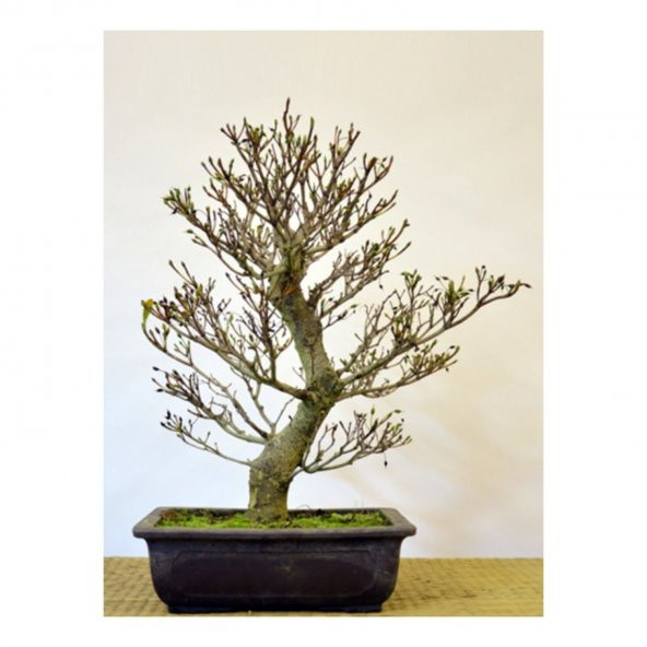 Nadir İthal Bodur Enkiantus Bonzai Ağacı Tohumu 5 Tohum Bonsai Tohumu - 3