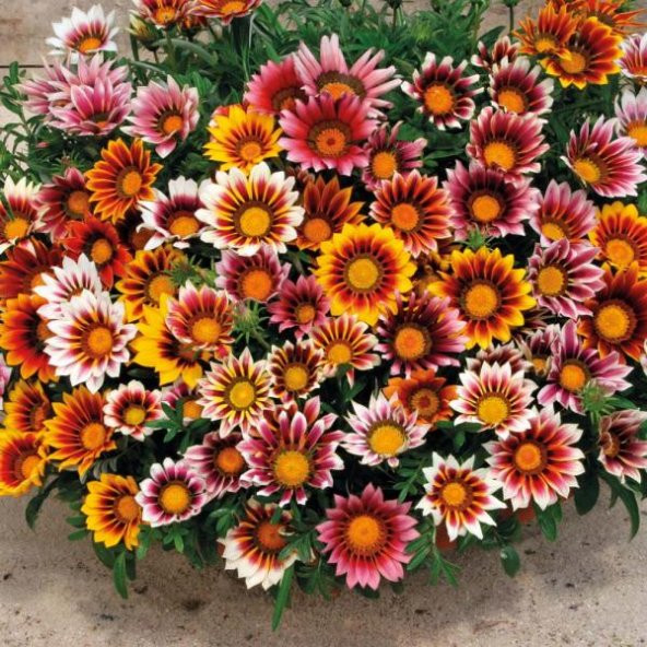 Nadir Karışık Koyun Gözü Çiçeği Tohumu 5 Tohum Çiçek Tohumu - Resim 3