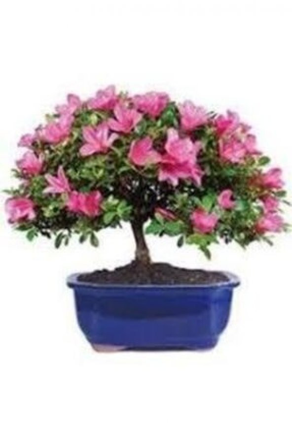 Nadir İthal Bodur Orkide Bonzai Ağacı Tohumu Ekim Seti 5 Tohum Saksı Toprak Kombin - 4