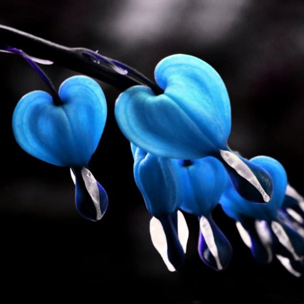Nadir İthal Kanayan Kalpler Mavi Dicentra Çiçeği Tohumu 5 Tohum Çiçek Tohumu
