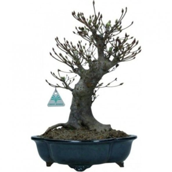 Nadir İthal Bodur Enkiantus Bonzai Ağacı Tohumu 5 Tohum Bonsai Tohumu - 4