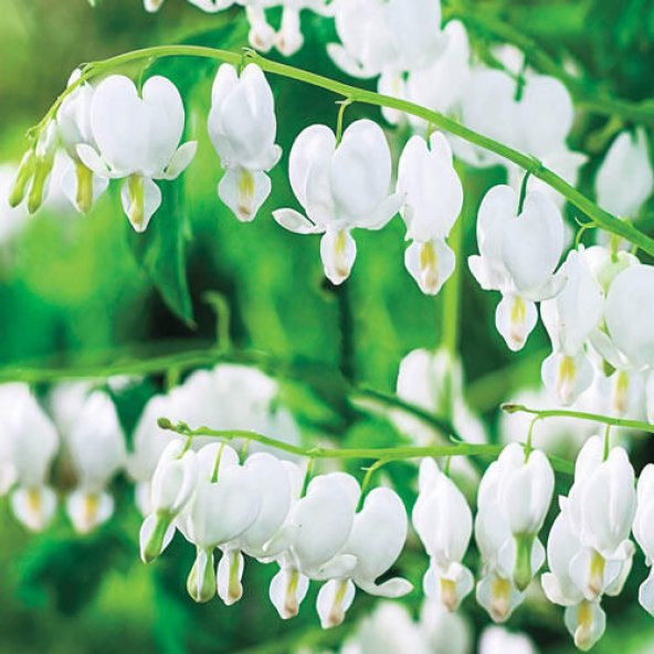 Nadir İthal Kanayan Kalpler Beyaz Dicentra Çiçeği Tohumu 5 Tohum Çiçek Tohumu