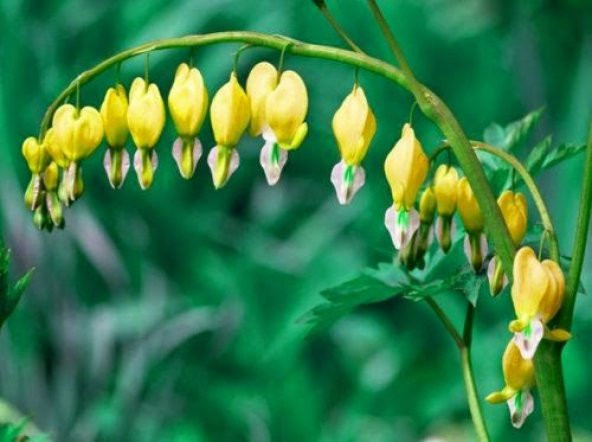 Nadir İthal Sarı Dicentra Çiçeği Tohumu Ekim Seti 5 Tohum Çiçek Tohumu Saksı Toprak Kombin
