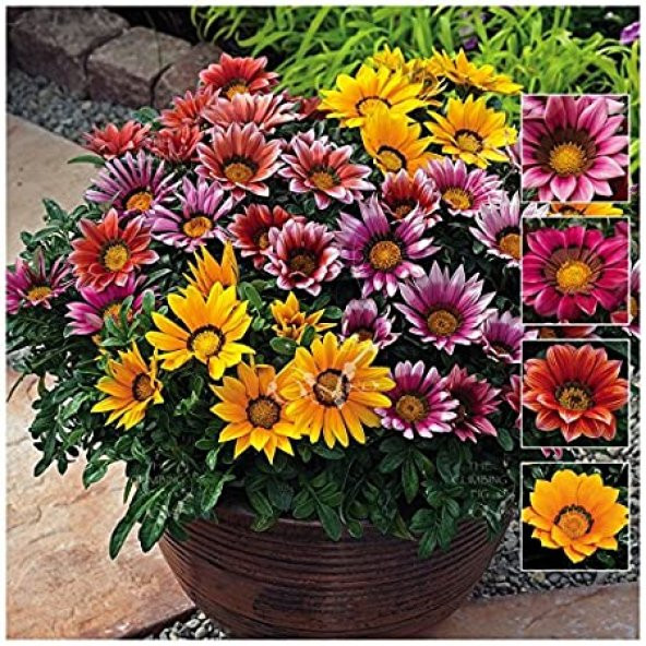 Nadir Karışık Koyun Gözü Çiçeği Tohumu 5 Tohum Çiçek Tohumu - Resim 4