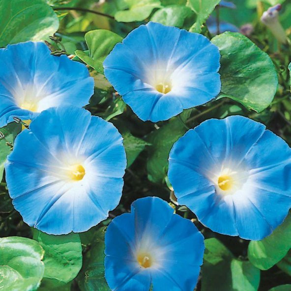 Sarmaşık Kahkaha Çiçeği Tohumu Ekim Seti 5 Tohum Çiçek Tohumu Saksı Toprak Kombin - 3