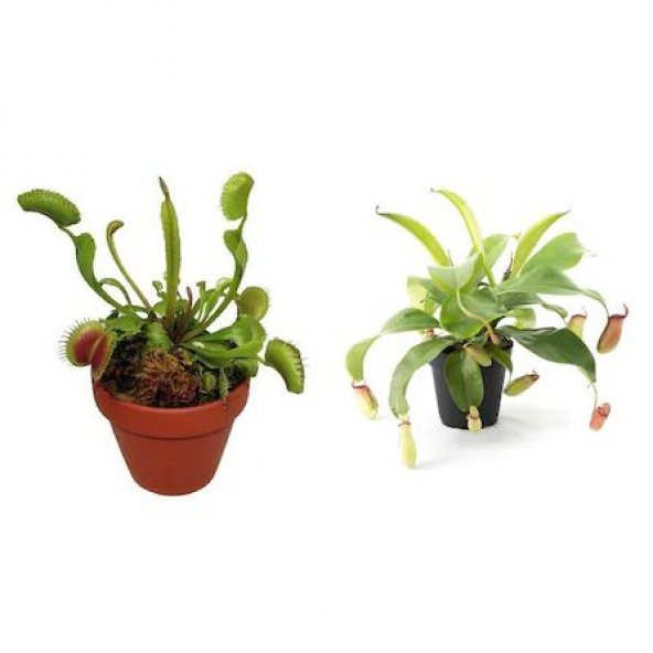 Venus Fly Trap Nepentes Etobur Tohumu Sinek Kapan Tohumu Ekim Seti 10 Tohum Saksı Toprak Kombin