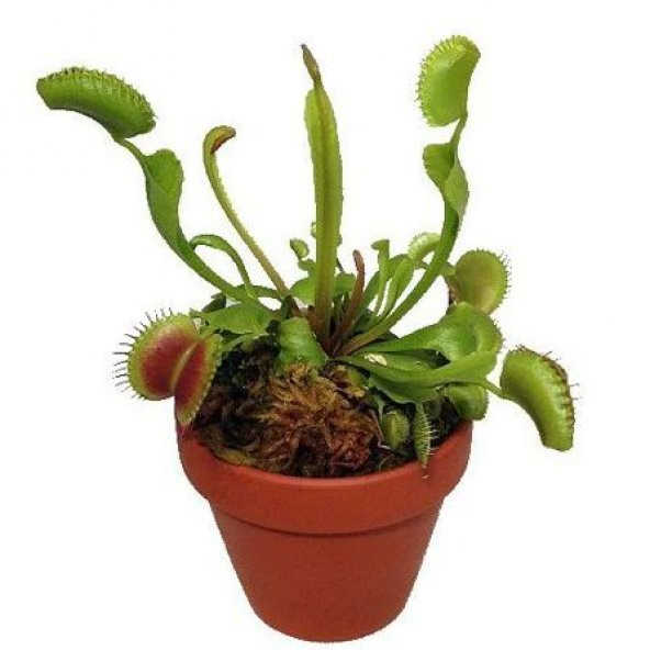 Nadir İthal Venus Fly Trap Etobur Tohumu Sinek Kapan Tohumu Ekim Seti 5 Tohum Saksı Toprak