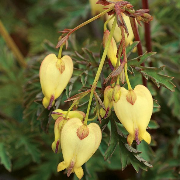 Nadir İthal Sarı Dicentra Çiçeği Tohumu Ekim Seti 5 Tohum Çiçek Tohumu Saksı Toprak Kombin - 3