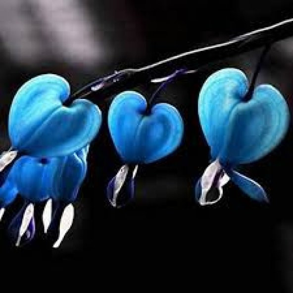 Nadir İthal Kanayan Kalpler Mavi Dicentra Çiçeği Tohumu 5 Tohum Çiçek Tohumu - 4