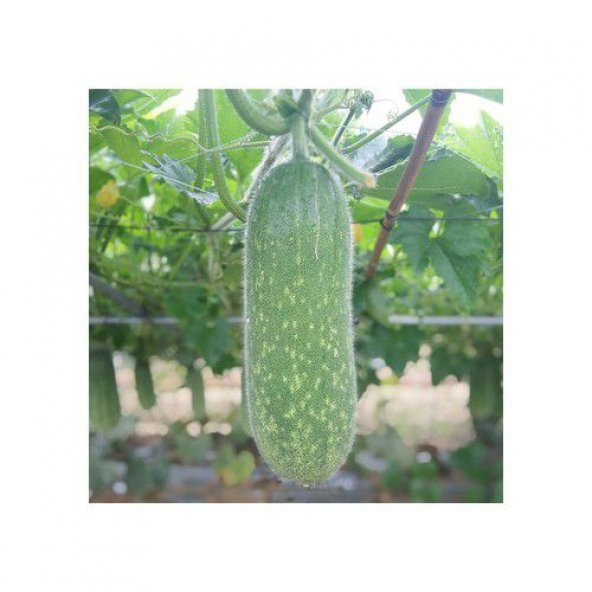 Nadir Tüylü Salatalık Tohumu Ekim Seti 5 Tohum Saksı Toprak Kombin - Resim 2