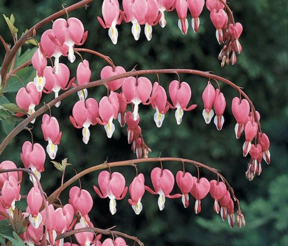 Nadir İthal Pembe Dicentra Çiçeği Tohumu Ekim Seti 5 Tohum Çiçek Tohumu Saksı Toprak Kombin - 3