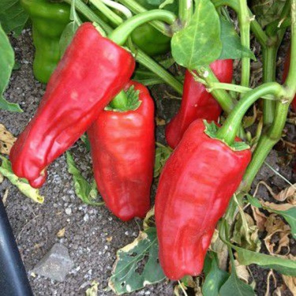Nadir Çok Acı Urfa İsot Biberi Tohumu Ekim Seti 10 Tohum Saksı Toprak Kombin - Resim 2